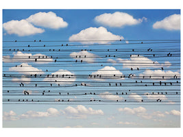 canvas-print-cantus-arcticus-concerto-for-birds