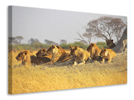 canvas-print-lion-family