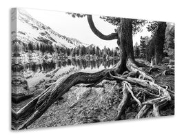 canvas-print-old-tree