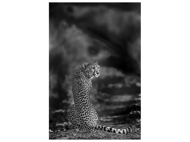 canvas-print-the-look-back