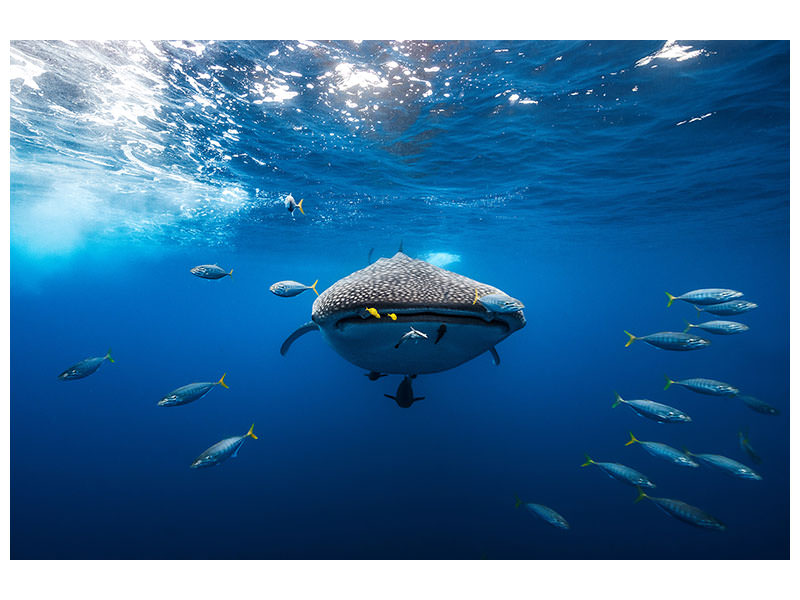canvas-print-whale-shark-escorted-by-a-school-of-bonito