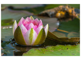 canvas-print-xl-water-lily-in-pink