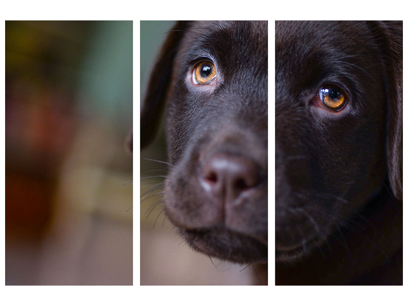 3-piece-canvas-print-cute-labrador-puppy