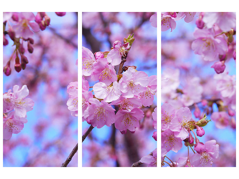 3-piece-canvas-print-gorgeous-cherry-blossom