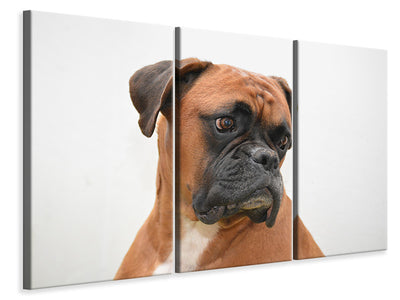 3-piece-canvas-print-typical-boxer