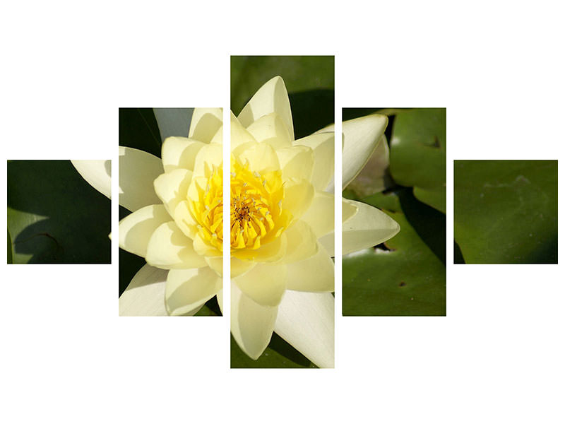 5-piece-canvas-print-the-water-lily-in-yellow