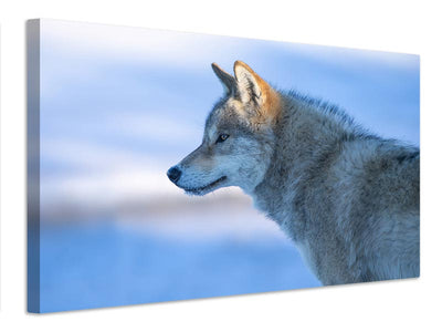 canvas-print-a-vigilant-wolf-x