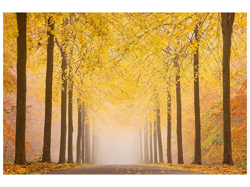canvas-print-autumn-road-x