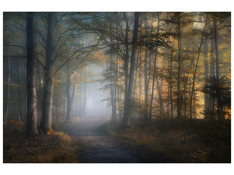 canvas-print-autumn-symphony-x