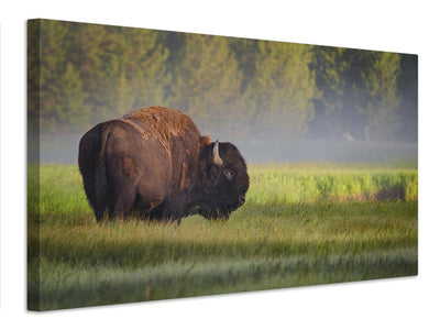 canvas-print-bison-in-morning-light-x