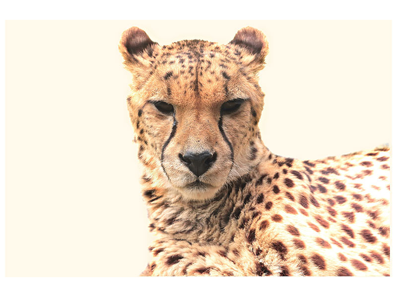 canvas-print-cheetah-in-the-sun