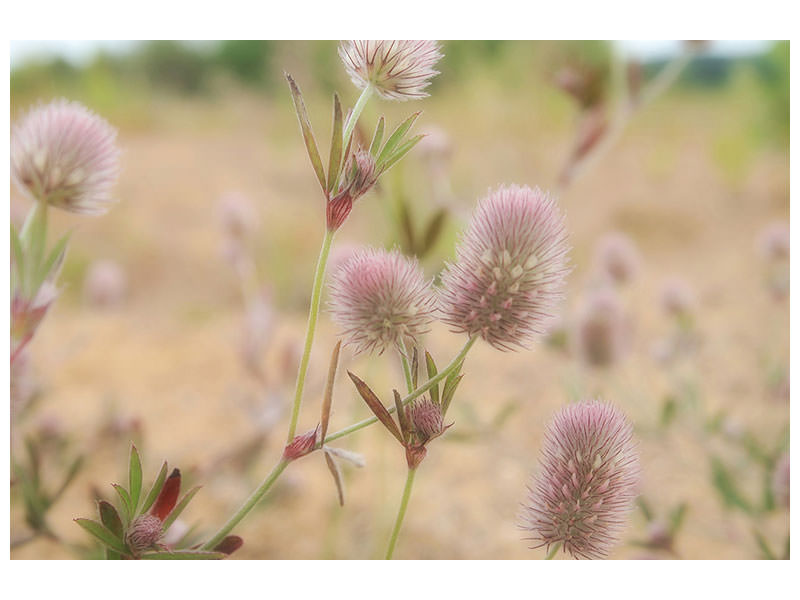 canvas-print-delicate-flowers