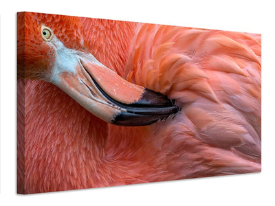 canvas-print-flamingo-close-up-x