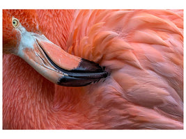 canvas-print-flamingo-close-up-x