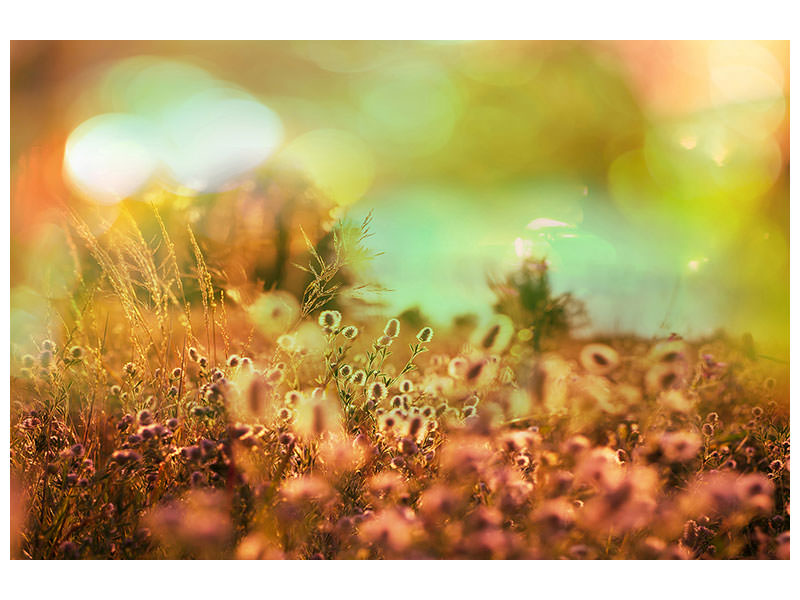 canvas-print-flower-meadow-at-twilight