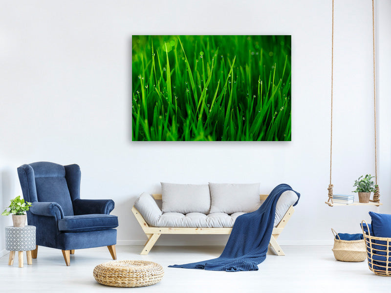 canvas-print-grass-with-morning-dew