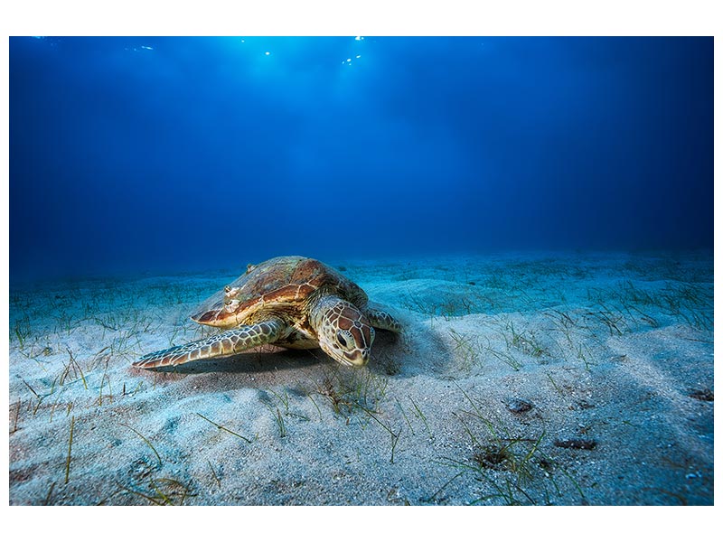 canvas-print-green-turtle-in-the-blue-x