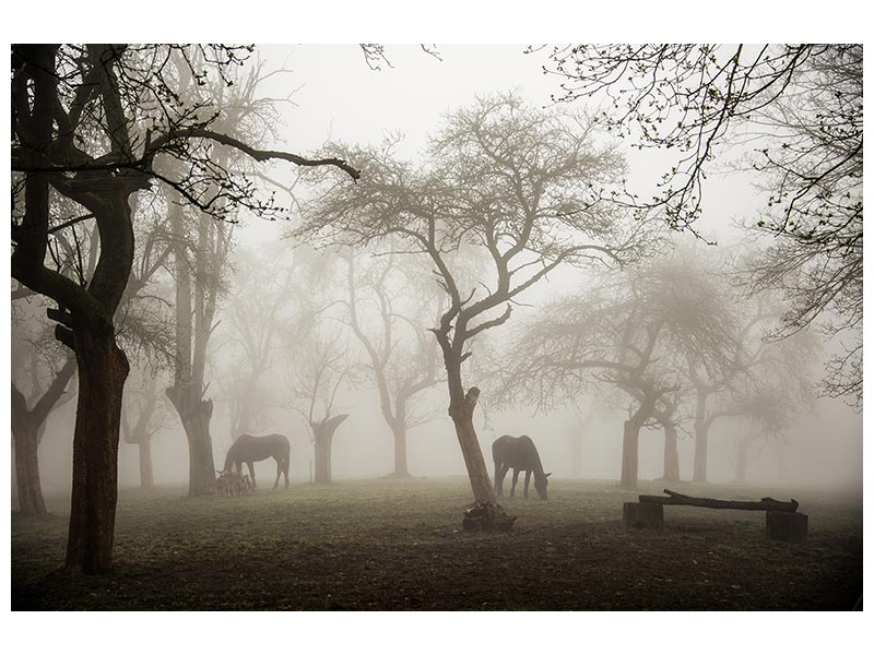 canvas-print-horses-in-a-foggy-orchard-x