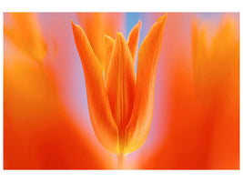 canvas-print-kensaki-tulip