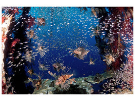 canvas-print-lionfish-party-x