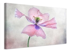 canvas-print-pastel-poppy-x