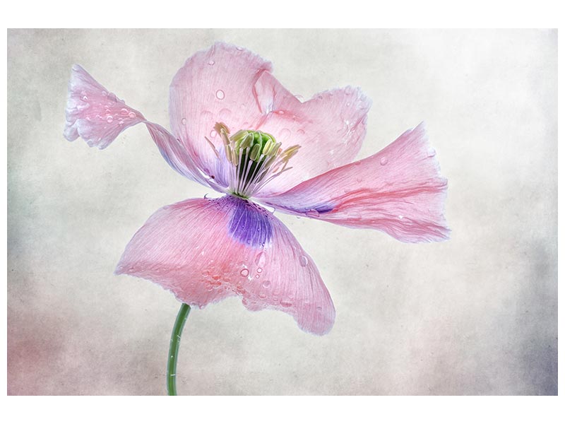 canvas-print-pastel-poppy-x