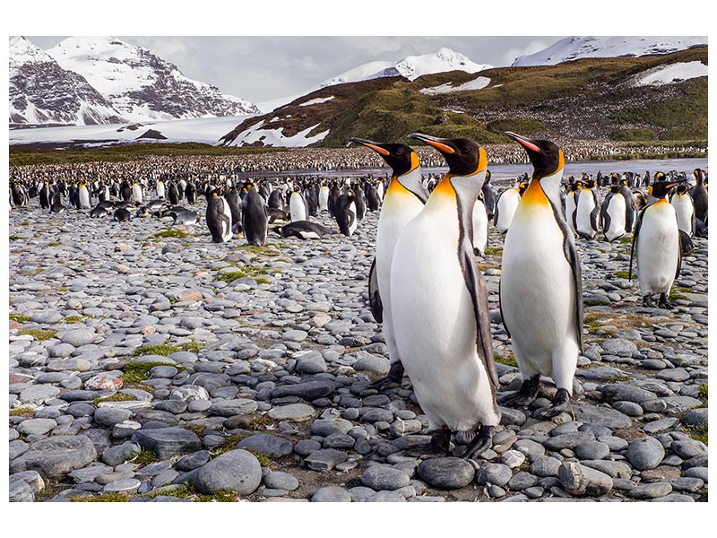 canvas-print-penguins-of-salisbury-plain-x