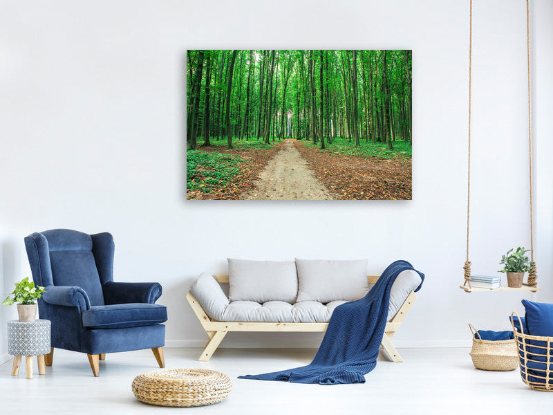 canvas-print-pine-forests