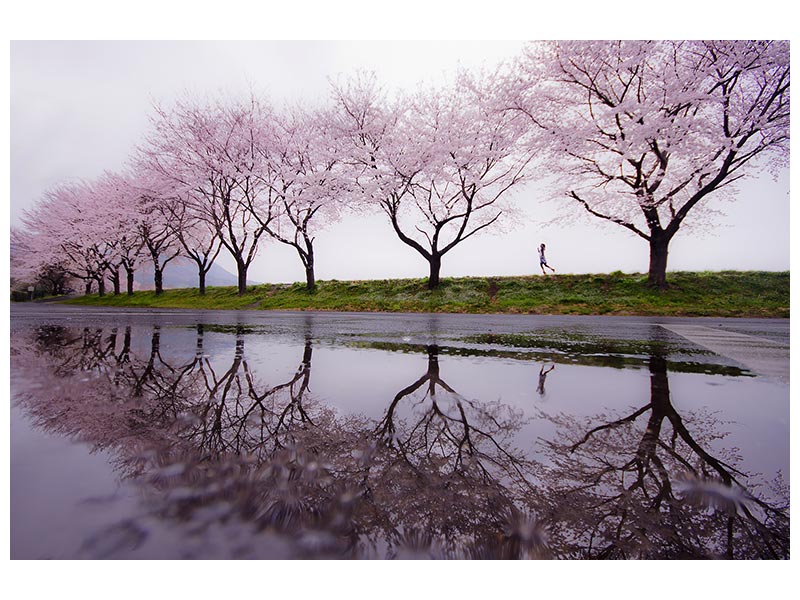 canvas-print-rain-of-spring-x