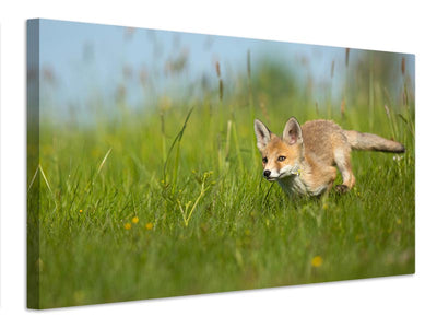 canvas-print-red-fox-xue