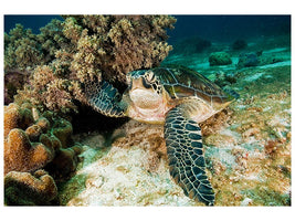 canvas-print-sea-turtle-x