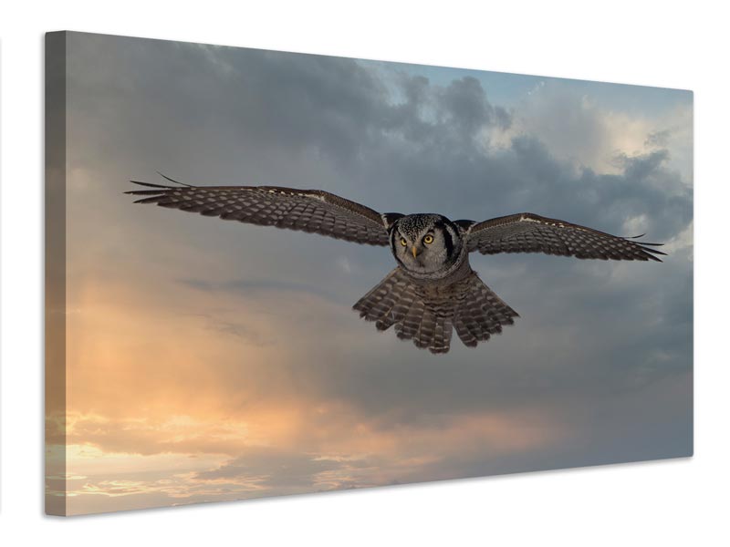 canvas-print-sky-patrol-x