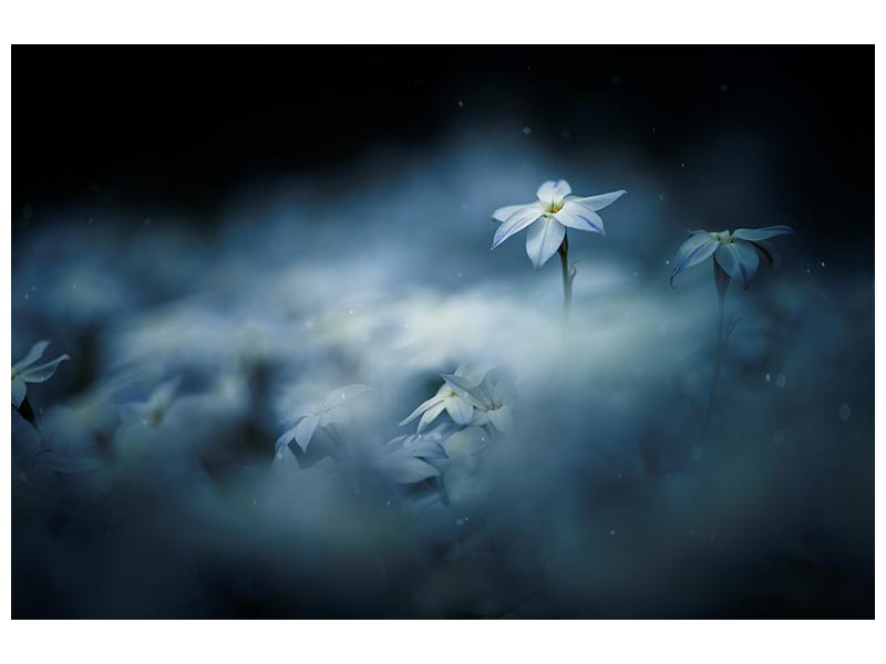 canvas-print-spring-glow-x