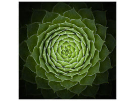 canvas-print-succulent-x