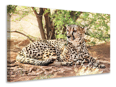canvas-print-sun-cheetah