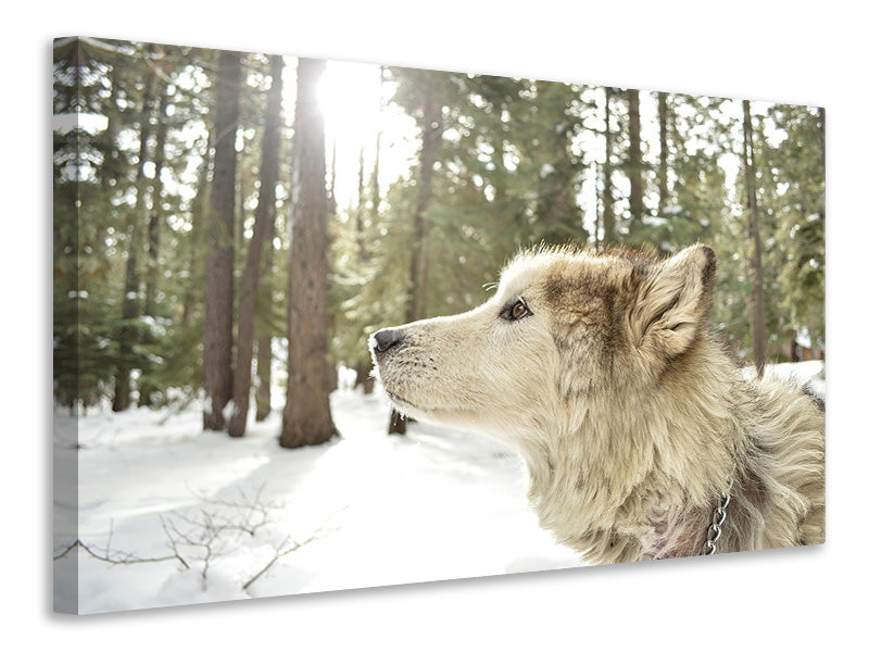 canvas-print-the-alaskan-malamute