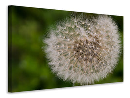 canvas-print-the-dandelion-in-nature