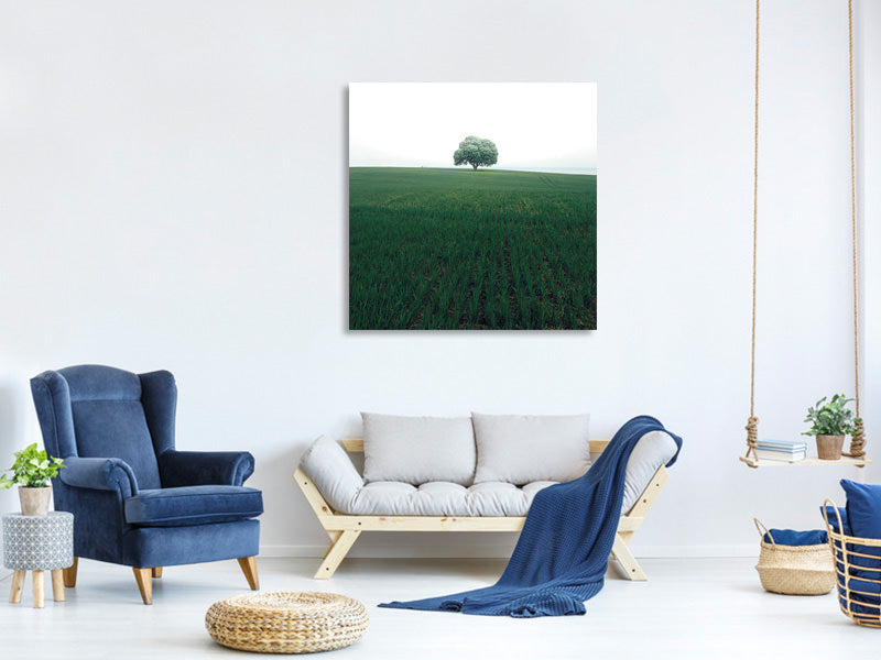 canvas-print-the-lonely-oak-tree