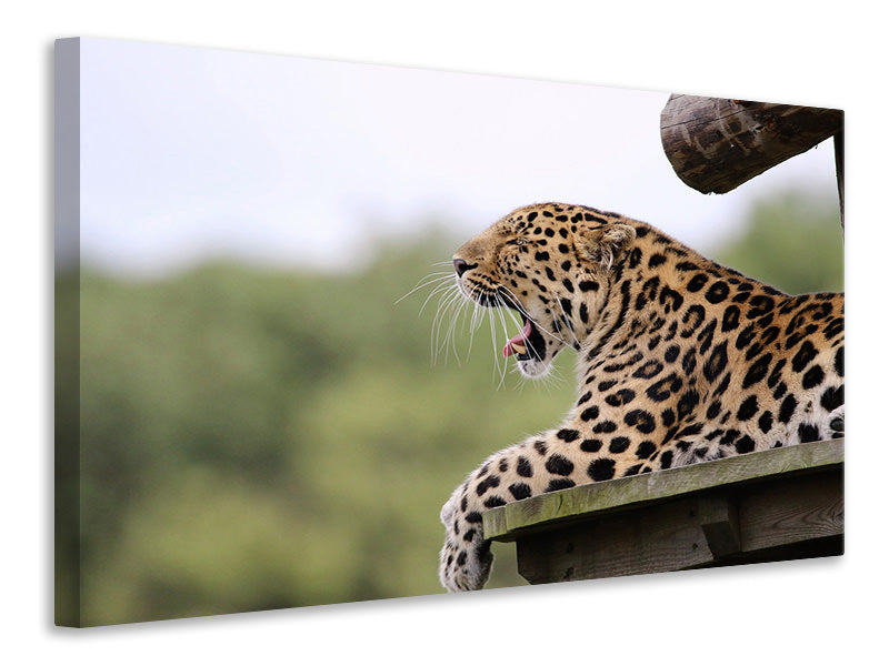 canvas-print-tired-leopard