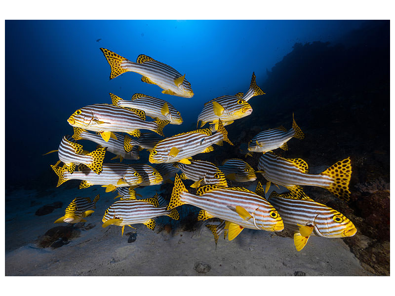 canvas-print-underwater-photography-indian-ocean-sweetlips