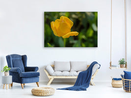 canvas-print-yellow-tulip-xl