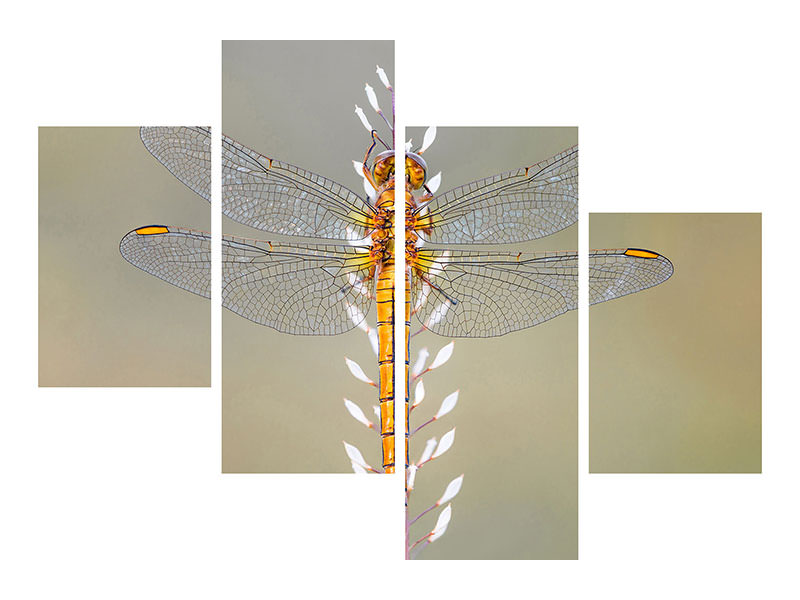 modern-4-piece-canvas-print-dragonfly