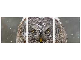 panoramic-3-piece-canvas-print-great-grey-owl-winter-portrait