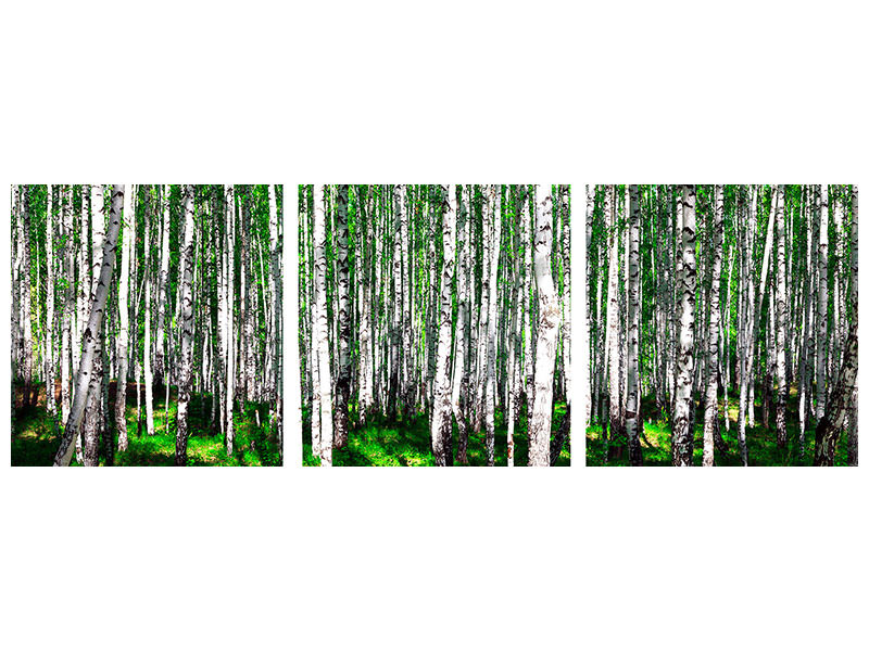 panoramic-3-piece-canvas-print-summerly-birch-forest