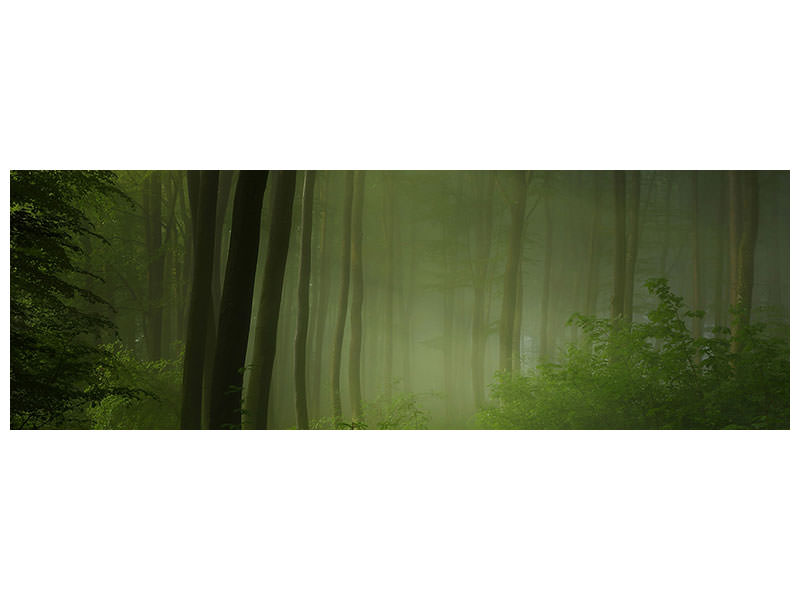 panoramic-canvas-print-forest-morning