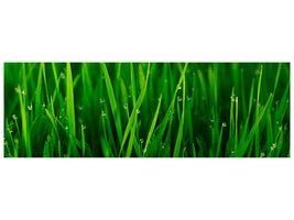 panoramic-canvas-print-grass-with-morning-dew