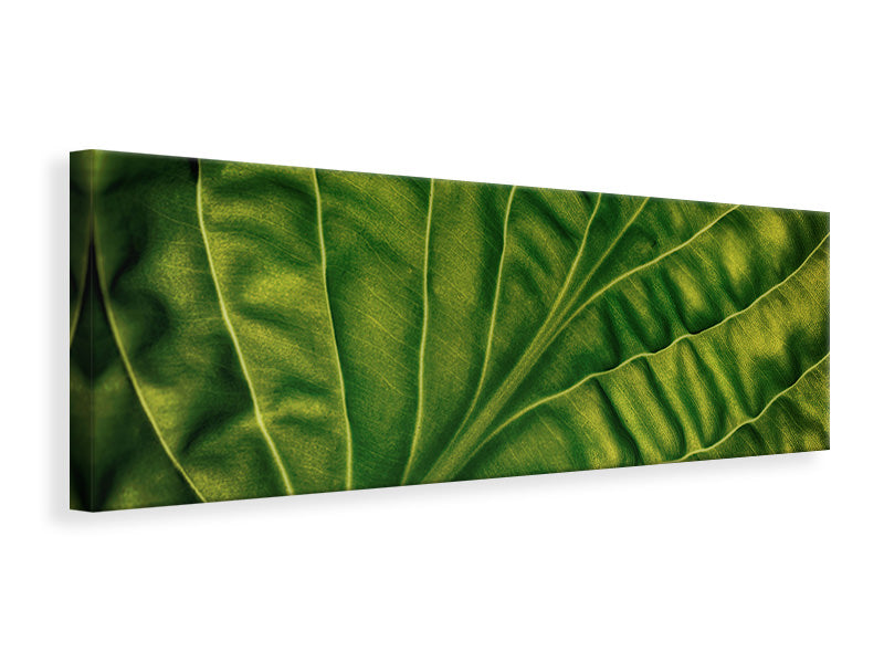 panoramic-canvas-print-leaf-of-a-hosta