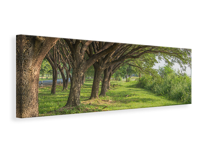 panoramic-canvas-print-mature-trees