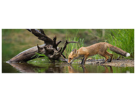 panoramic-canvas-print-red-fox-ii