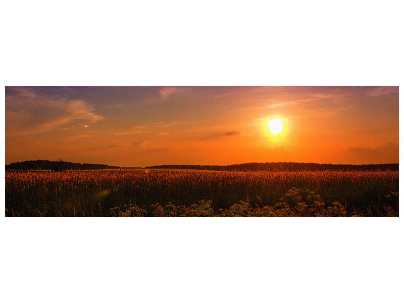 panoramic-canvas-print-sunset-at-the-flower-field